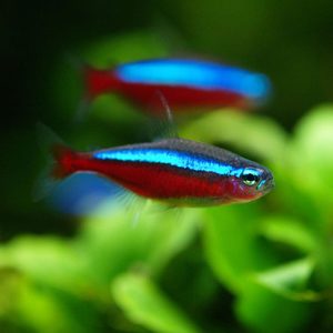 Cardinal Tetra