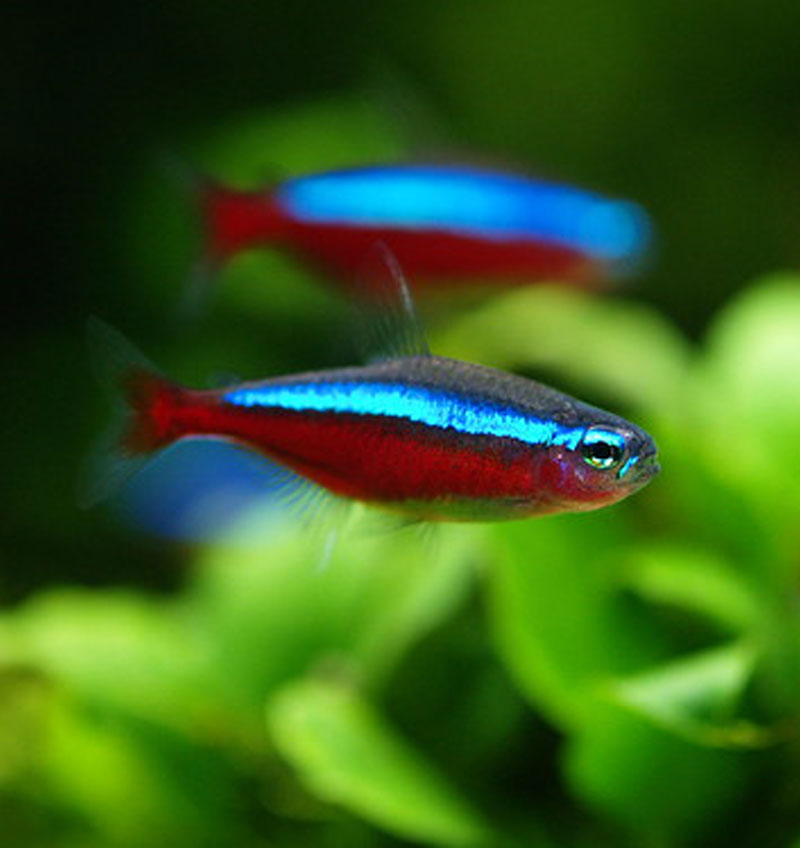 Cardinal Tetra