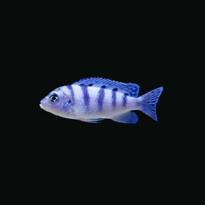 African Malawi Cichild