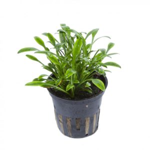 Cryptocoryne Parva (POT)