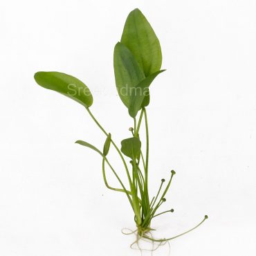 Echinodorus Rose (POT)