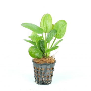 Echinodorus 'Fancy Curl' (POT)