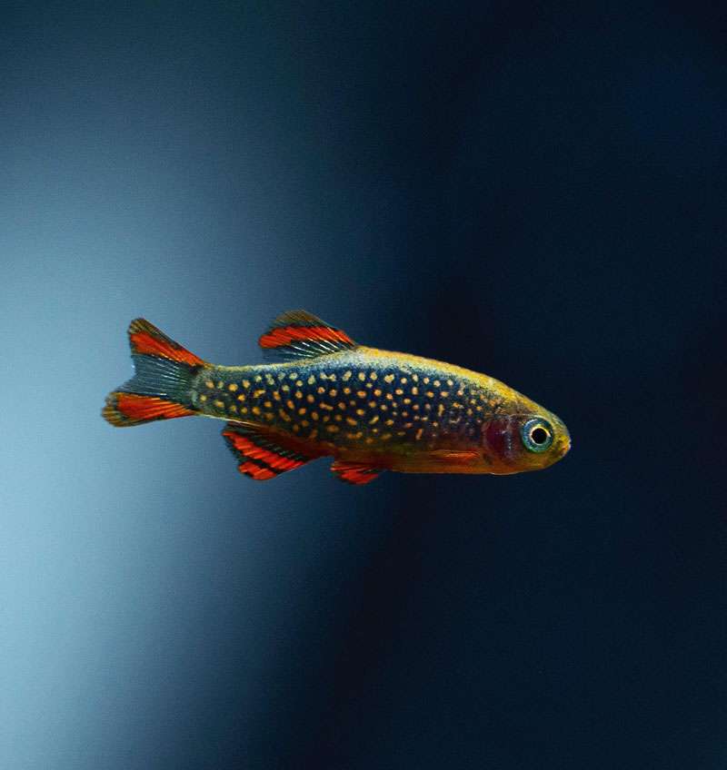 Galaxy Rasbora