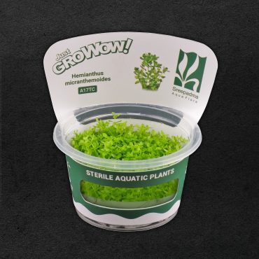 Hemianthus Micranthemoides 'pearl weed'