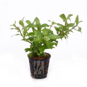 Hygrophila Polysperma Rosanervig (POT)