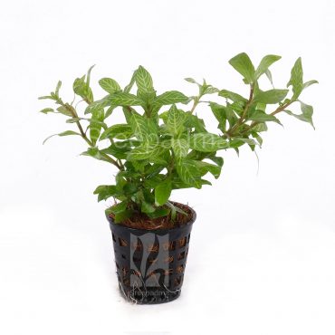 Hygrophila Polysperma Rosanervig (POT)
