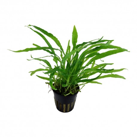 Microsorum Narrow (java fern)