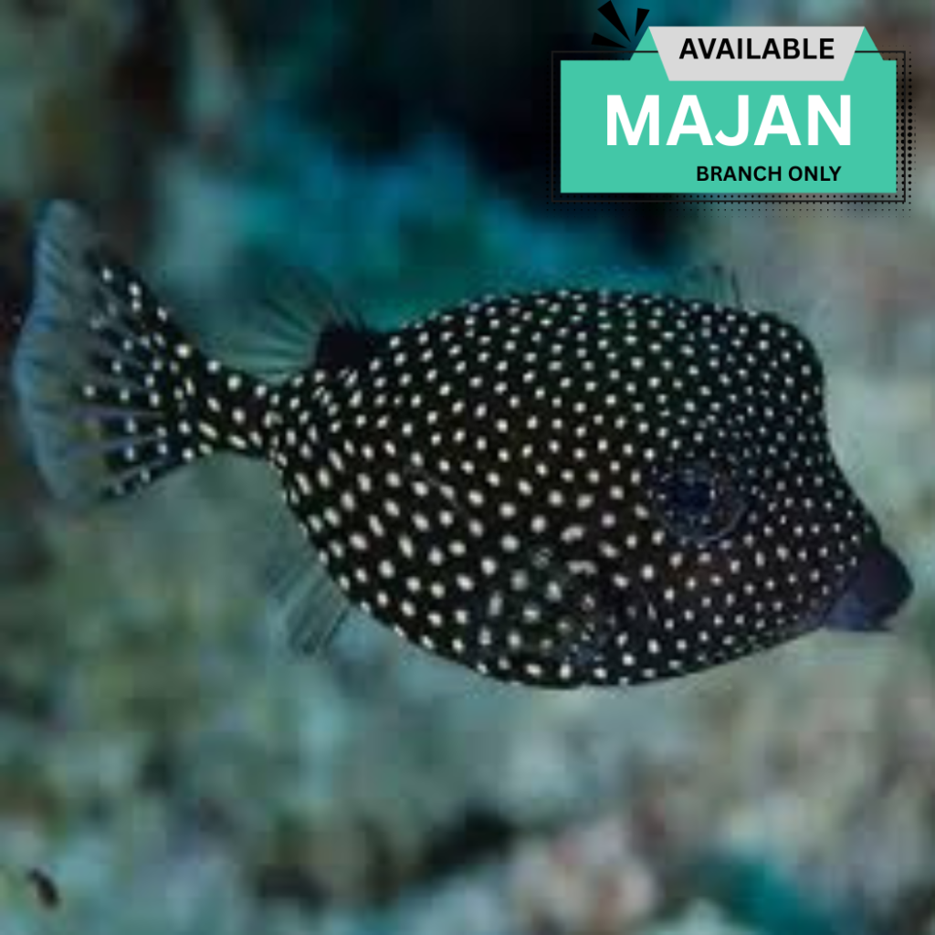 Black Boxfish (  Ostracion meleagris )