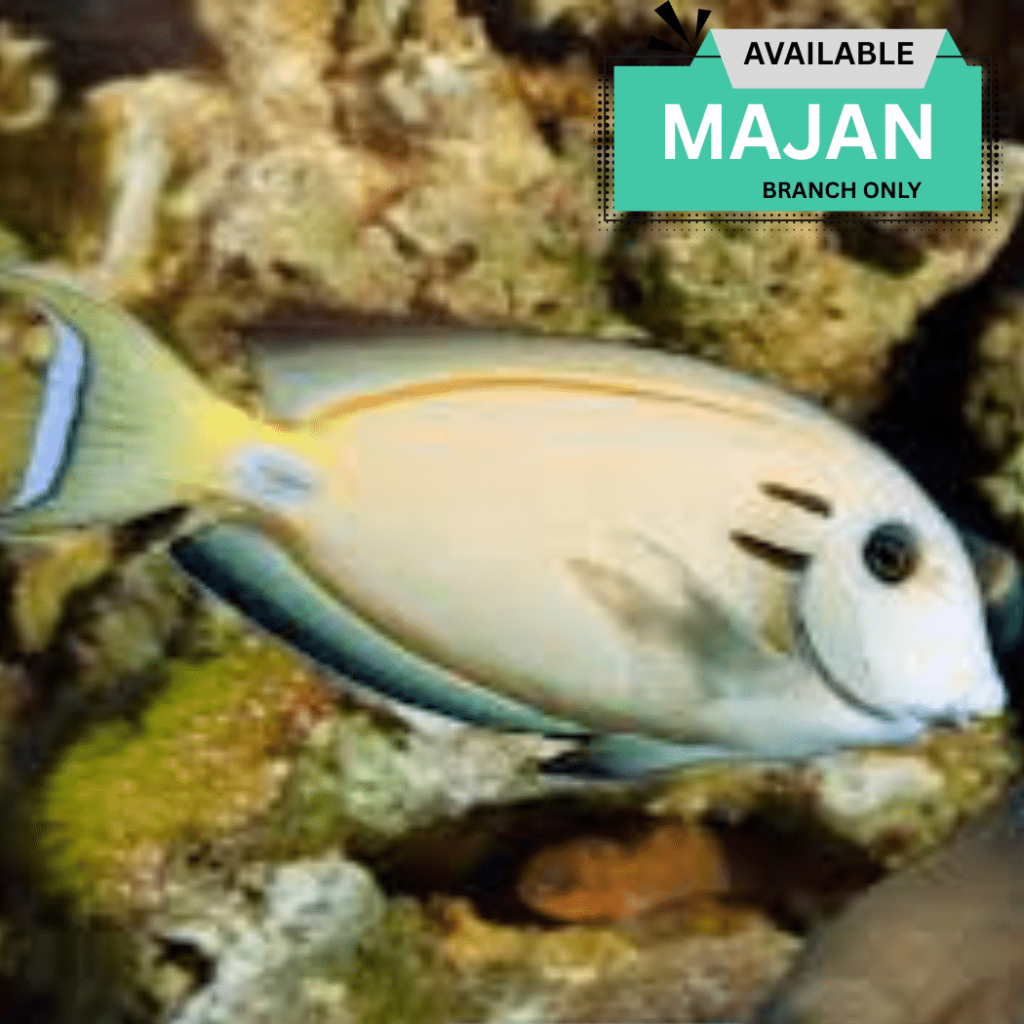 Lieutenant Surgeon Fish ( Acanthurus Tennenti )