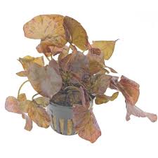 Nymphea Lotus Red (POT)