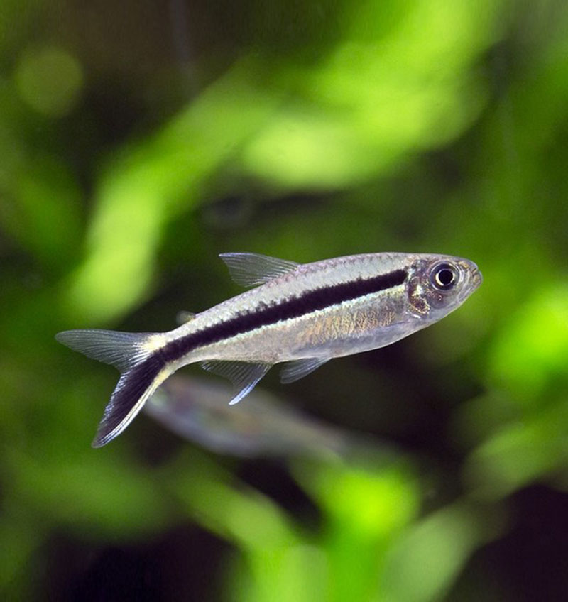 Penguin Tetra