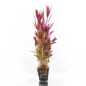 Alternanthera Reineckii (POT)