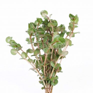 Rotala Macrandra Narrow Leaf (POT)