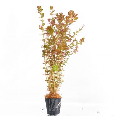 Rotala Macrandra mini Butterfly (POT)