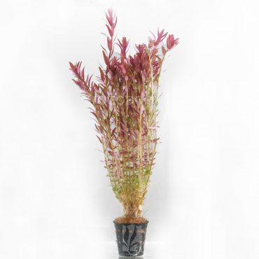 Rotala Rotundifolia Orange (POT)