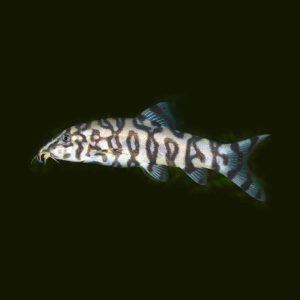 YOYO LOACH