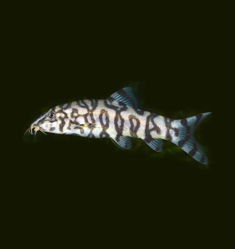 YOYO LOACH